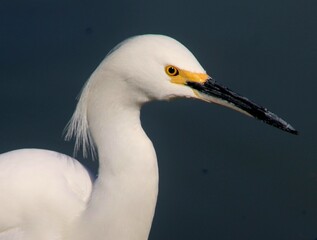 Snowy Egret Closeip