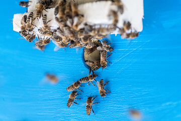 group of bees exit and enter their hive. beautiful summer background