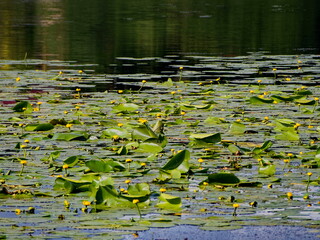 Flowers and grass on the Velikaya River.