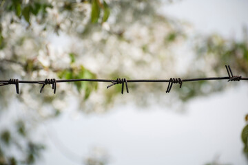 flowers bloom on the trees behind the barbed wire