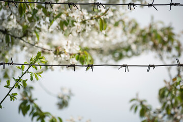 flowers bloom on the trees behind the barbed wire