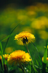 dandelions bloomed with yellow flowersdandelions bloomed with yellow flowers