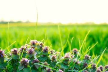 Lamium purpureum, red dead-nettle, purple dead-nettle, or purple archangel spring fresh organic herbal flowers wildflower in nature in green purple lilac colors