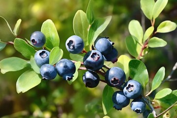  ripe blueberries -Ai