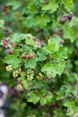 Currant blister aphid damage	