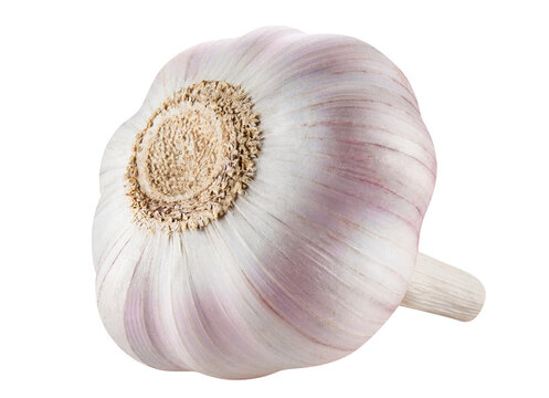 Fresh garlic head cut out