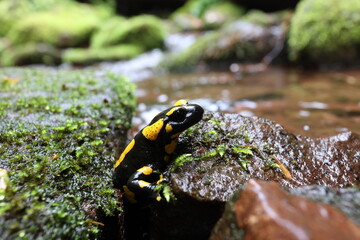 salamander in its natural habitat in a mossy shady moist creek gorge