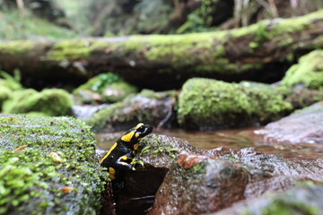 salamander in its natural habitat in a mossy shady moist creek gorge