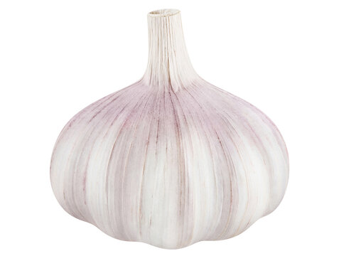 Fresh garlic head cut out