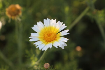 Fototapeta premium daisy flower