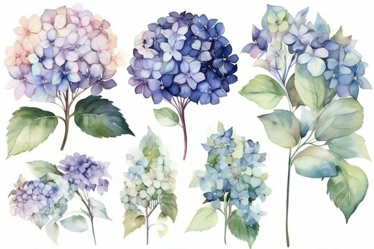 Watercolor floral bouquet of a blue and purple hydrangea with green blush leaves, for wedding invitations, greetings, wallpapers, fashion, prints. flowers. AI Generated	
