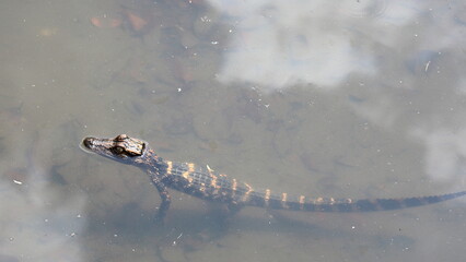 Baby alligator in a pond