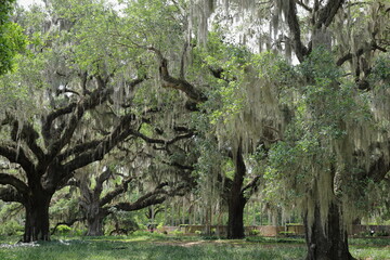 Old oak trees with Spanish Moss
