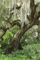 Old Live Oak Tree