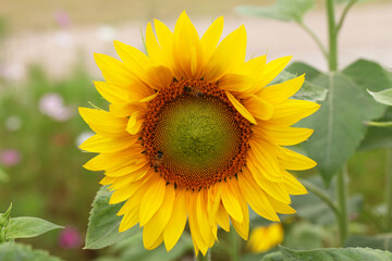 Bees on Sunflower