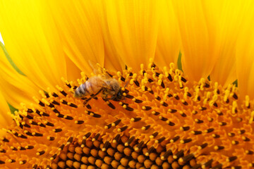 Bee on Sunflower