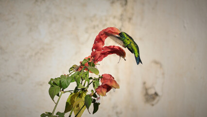 hummingbird collecting nectar © ciclopata