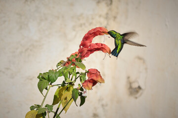 hummingbird collecting nectar © ciclopata