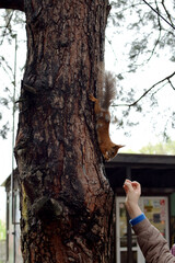 A squirrel on a pine took a nut from her hands