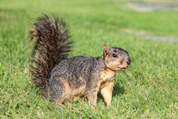 squirrel in the park