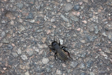 European field cricket on the road