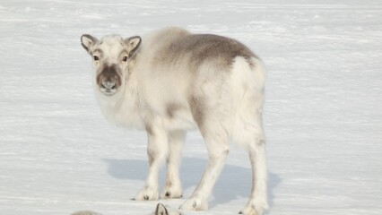 Svalbard reindeer.