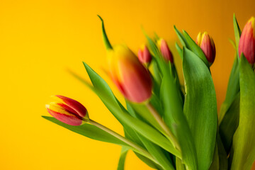 Naklejka premium Tulips in bloom