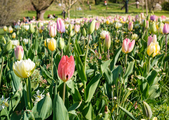 Tulip from botanical garden of gothenburg, sweden during spring