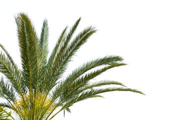 Obraz na płótnie Canvas Palm tree crown with leaves isolated on transparent background, png. Design element, tropical plant.