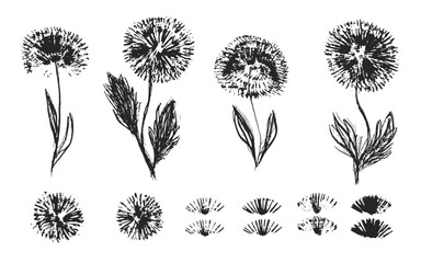 Set of textured hand drawn black ink dandelion flowers, blossoms, seeds. Sketch vector floral blossom and grass elements texture for pattern design, greeting card decoration, logo, print, sticker
