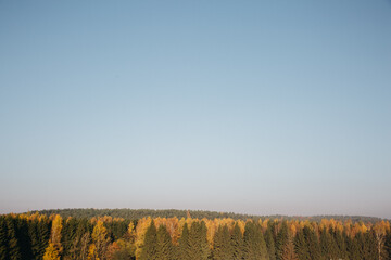Naklejka premium Treetops with yellow leaves on sunny autumn day. Many trees with tree crown. Forest wood woodland. View from above, top view