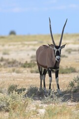 Oryx antelope in the wild of etosha national park