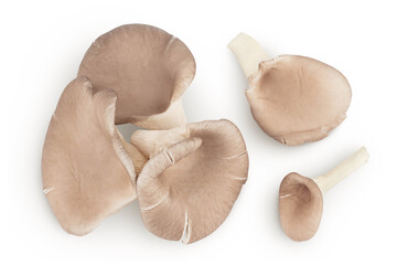 Oyster mushrooms isolated on white background with full depth of field. Top view. Flat lay