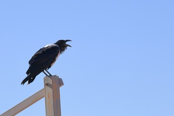 pied crow perching on a metal construction