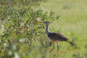 kori bustard in the wild of Namibia