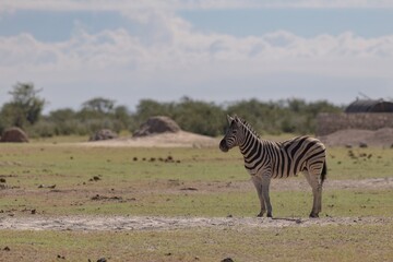 Obraz na płótnie Canvas Zebra in the wild of Namibia