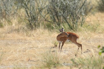 steenbok in the wild of etosha