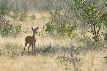 Naklejka premium steenbok in the wild of etosha