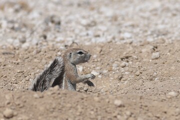 gopher in the wild of Namibia