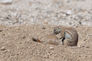 gopher in the wild of Namibia
