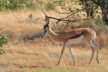 portrait of a springbok in the wild of Namibia