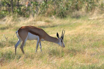 Springbok in the wild