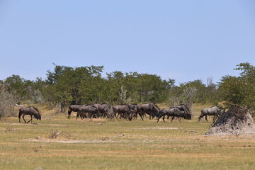 Naklejka na ściany i meble wildebeest in the wild of Etosha