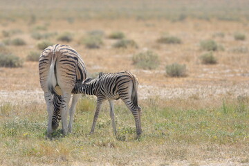 Zebra and its suckling fowl in Etosha National Park, Namibia