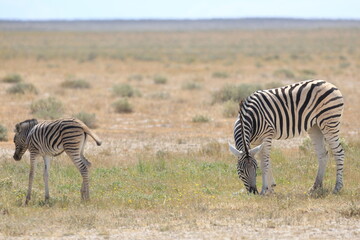 Obraz na płótnie Canvas Zebra and its fowl in Etosha National Park, Namibia