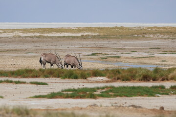 Oryx antelopes in the etosha pan