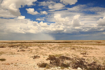 gopher in the wild of Namibia