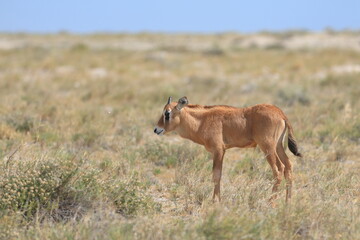 Naklejka premium portait of an oryx calf in the wild