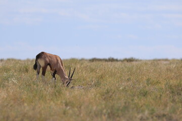 portrait of an oryx antelope in Etosha National Park, Namibia