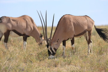 Naklejka na ściany i meble Oryx antelope grazing in the wild of etosha